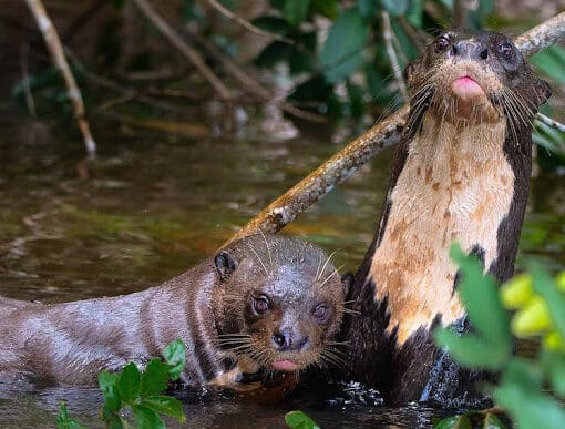 Infolontra - Área da lontra