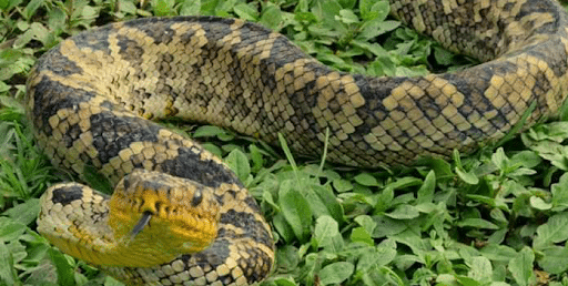 Serpentes Angolanas - Diversidade, importância e perigosidade - EcoAngola