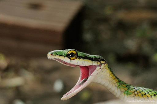 Serpentes Angolanas - Diversidade, importância e perigosidade - EcoAngola