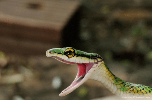 Serpentes Angolanas - Diversidade, importância e perigosidade