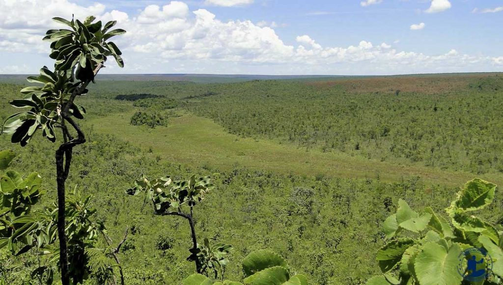 Bons Lugares Para Fotografar Vida Selvagem Parque Nacional Das Emas Biofaces 8310