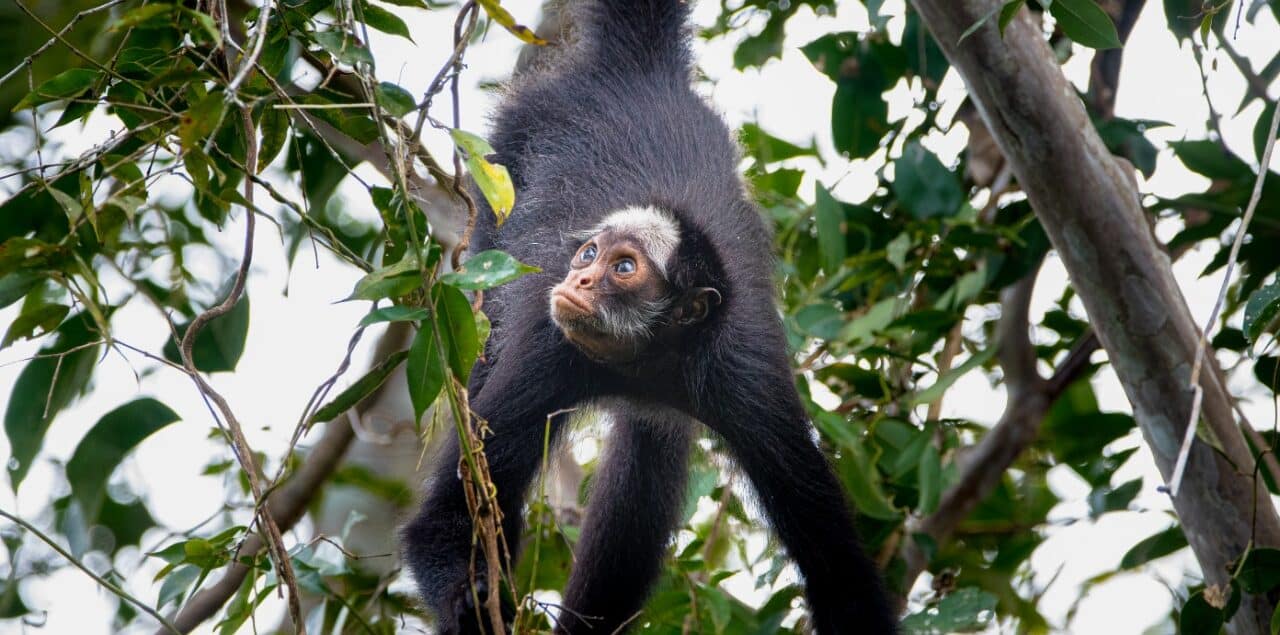 Vista Lateral Esqueleto Macaco Aranha Sul Americano Que Proporção