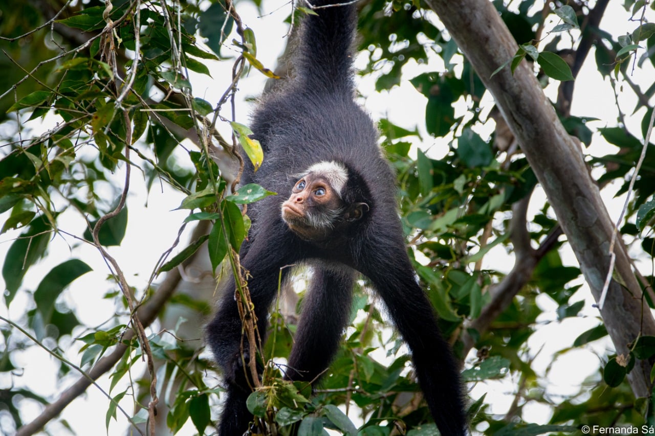 Macacos fofos um macaco fofo vive em uma floresta natural