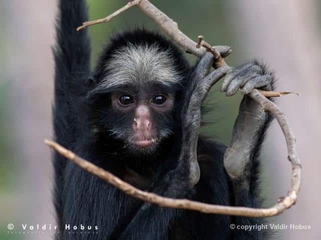 Macaco-aranha-de-cara-branca, que vive no Parque Cristalino, em MT