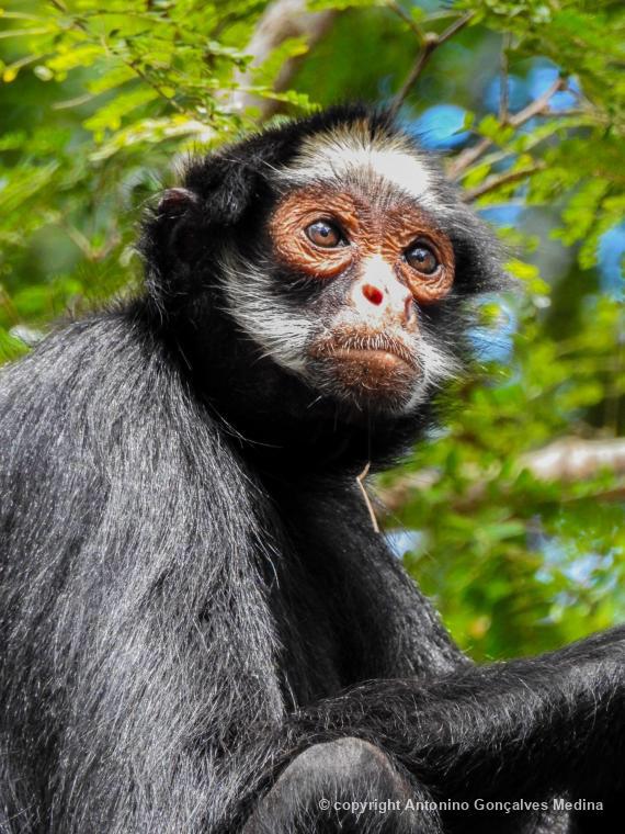 Macaco-aranha-de-cara-branca - Portal Amazônia