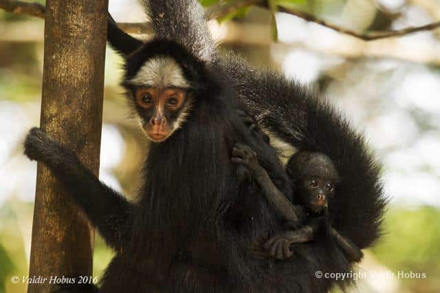 Macaco-aranha (Ateles belzebuth) - Ambientebrasil - Ambientes