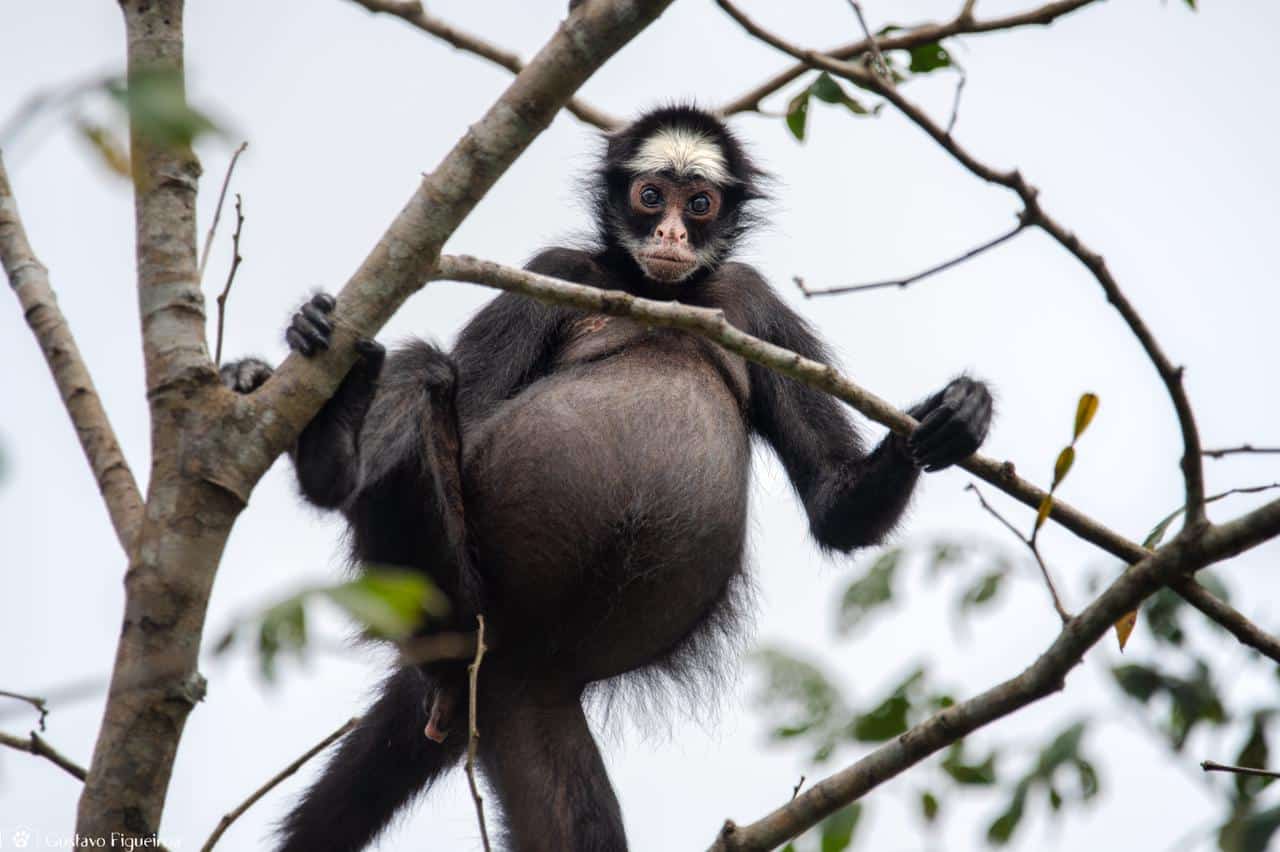 Macaco-aranha Testa Branca – Agência Municipal de Turismo, Eventos