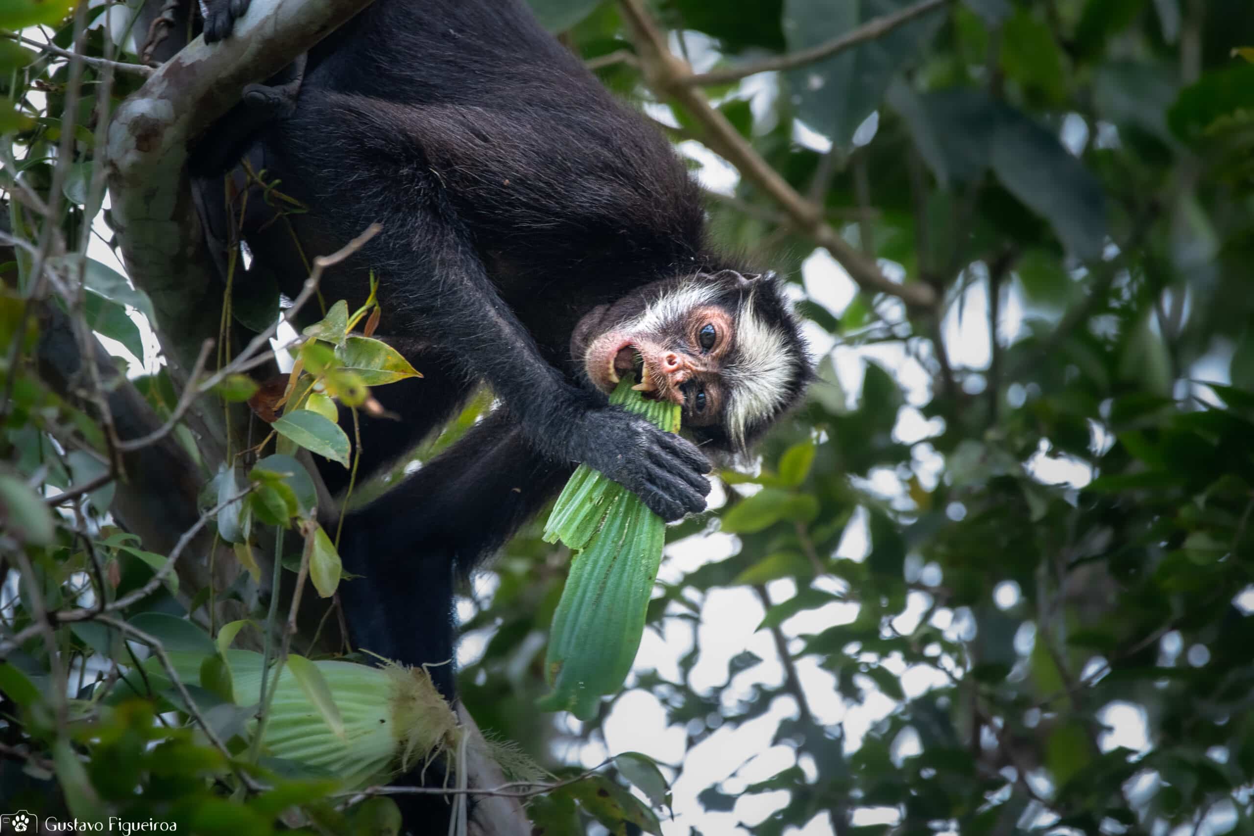 Macaco-aranha Testa Branca – Agência Municipal de Turismo, Eventos