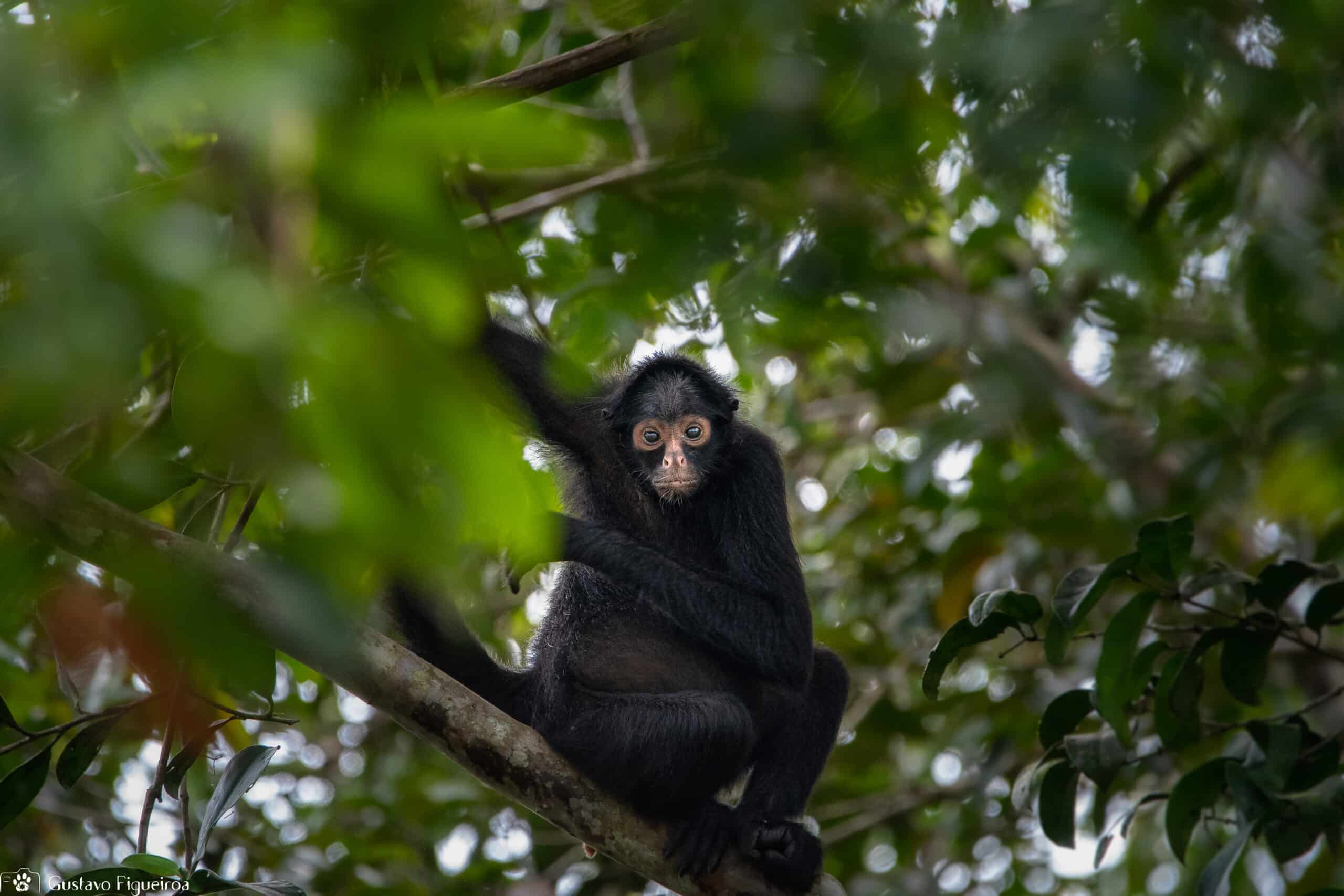 Macaco aranha no Zoosafari, Mamãe Macaco aranha e filhote n…