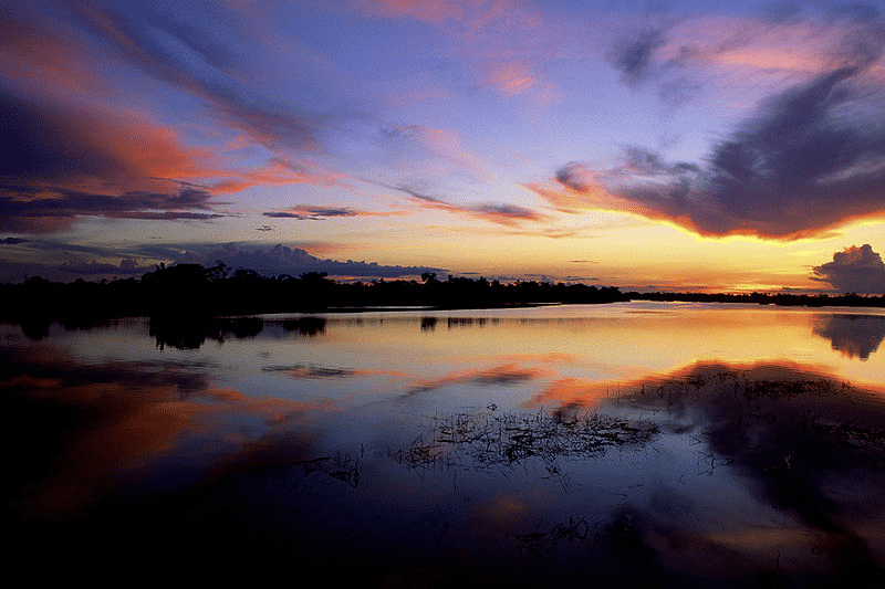 Bons Lugares Para Fotografar Vida Selvagem Parque Nacional Do Jaú Biofaces 3642