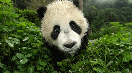 Urso panda gigante, urso, branco, animais, carnívoro png
