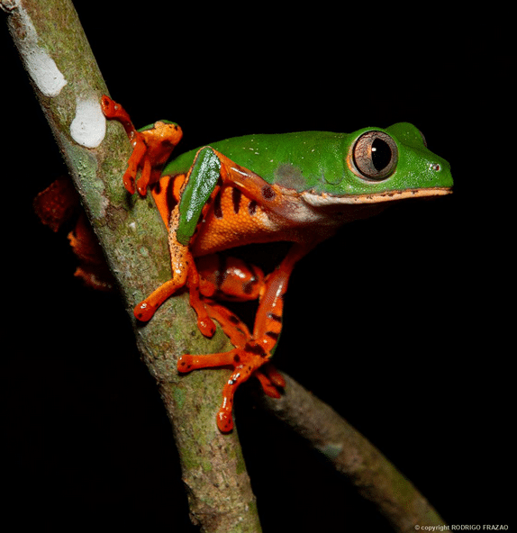 Animais fantásticos e onde habitam: Macaco-aranha-da-cara-branca - Biofaces