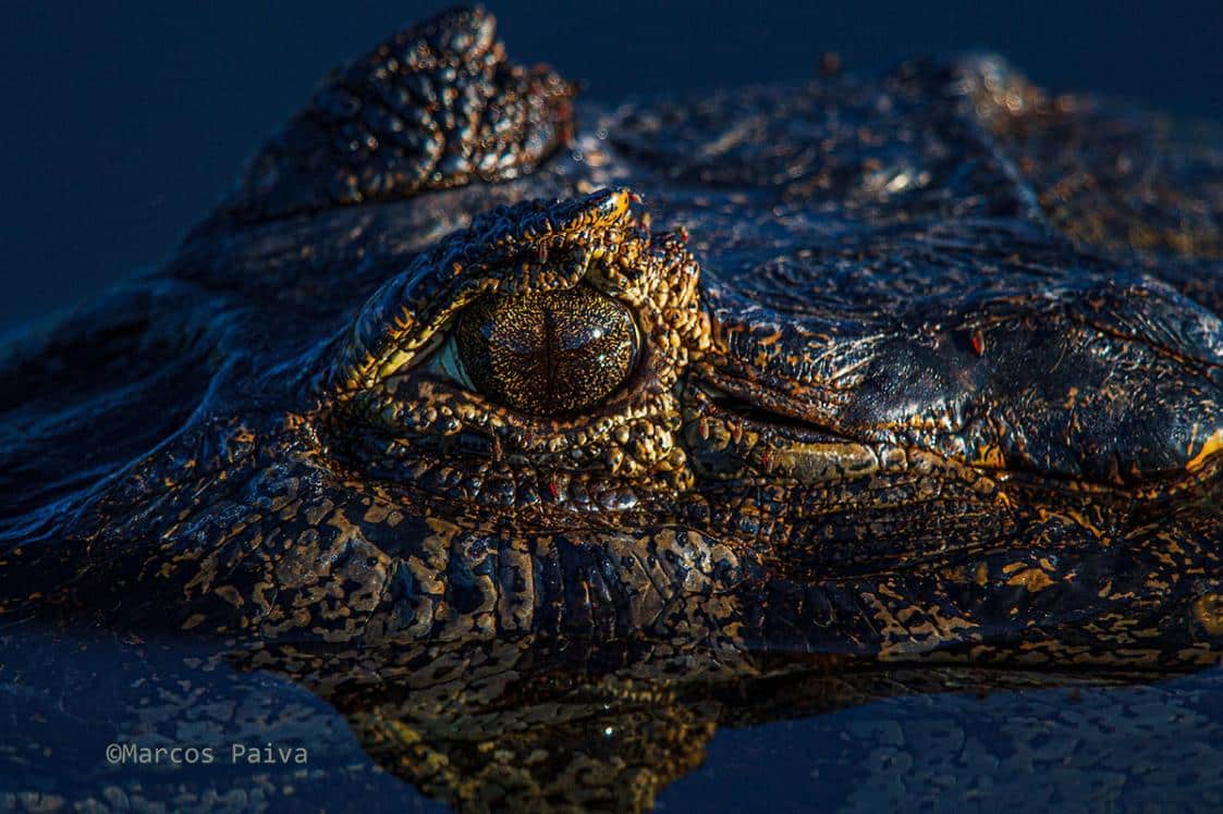 Fotografia do jacaré-do-pantanal em close up, postada no dia 17/01/2025, por Marcos Paiva