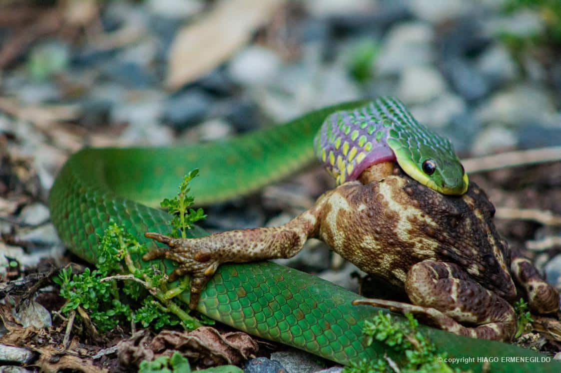 Fotografia da serpente do gênero Chironius predando um sapo-cururu, postada no dia 20/01/2025, por Hiago Ermenegildo