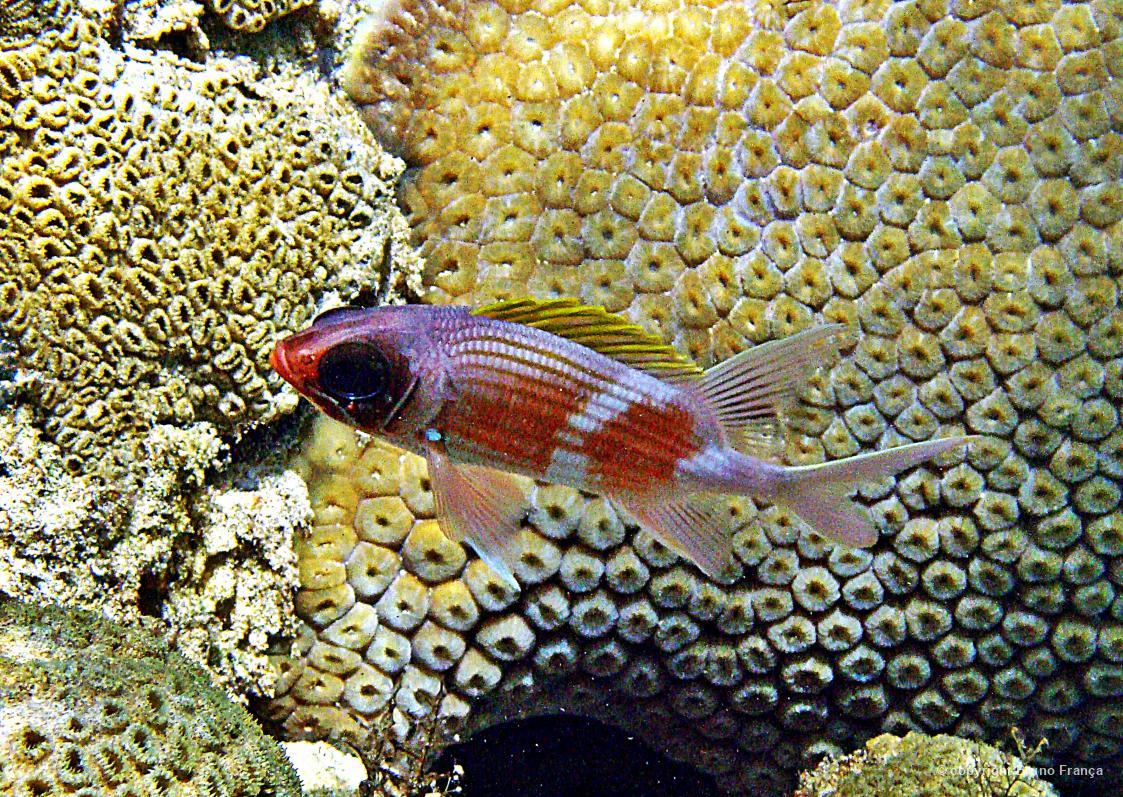 Fotografia do peixe Jaguareçá em frente a um recife de corais, postada no dia 24/01/2025, por Bruno França