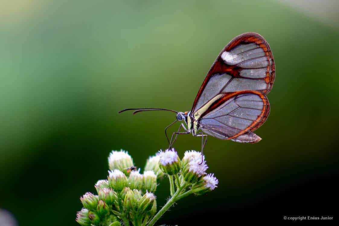 Fotografia da borboleta-asas-de-vidro, postada no dia 24/01/2025, por Enéas Junior