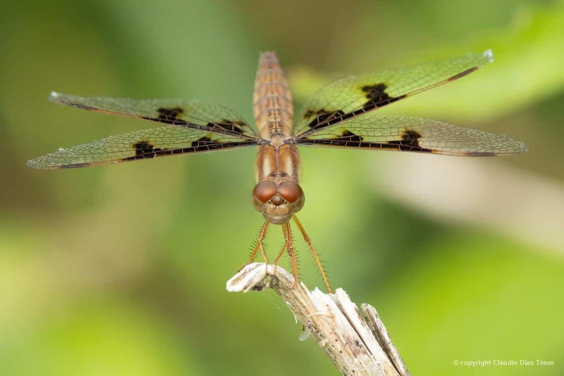 Fotografia da libélula-mooma (asas de âmbar)