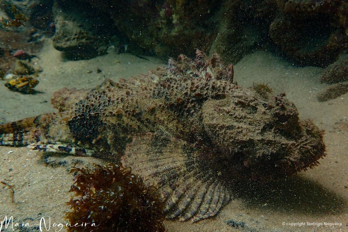 Peixe-escorpião-pontuado fotografado na na Baía de Todos-os-Santos, BA.