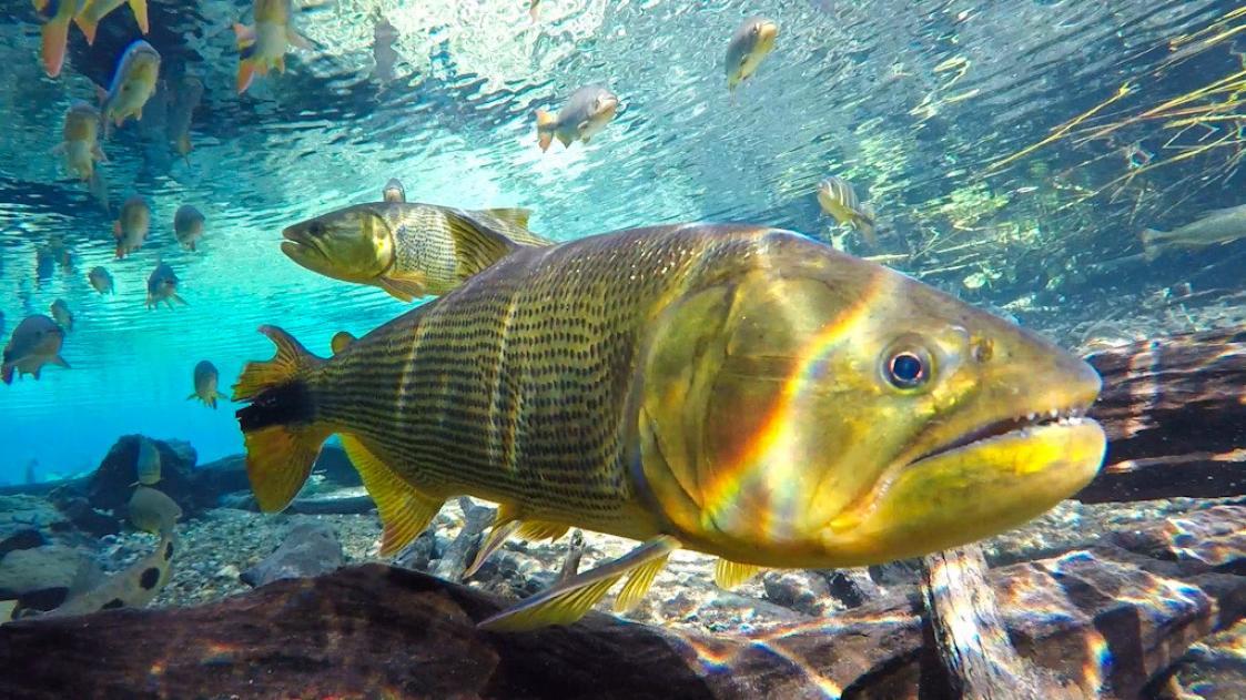 Peixe Dourado fotografado nas águas cristalinas do Recanto Ecológico Rio da Prata, MS.