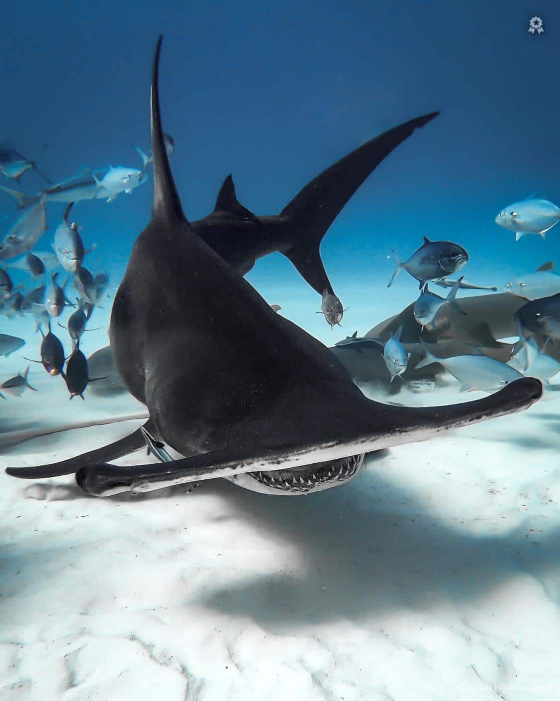 Fotografia de um tubarão-martelo-panã feito por Felipe Vasquinho em Bimini, Bahamas.