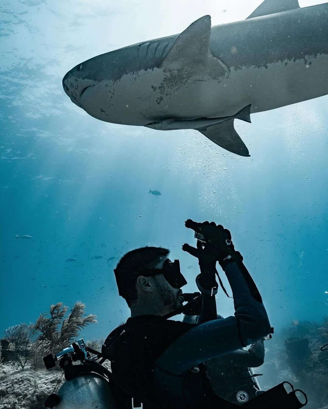 Felipe Vasquinho fotografando um tubarão-tigre em Tiger Beach, Bahamas, registrado por Tanner Mansell.