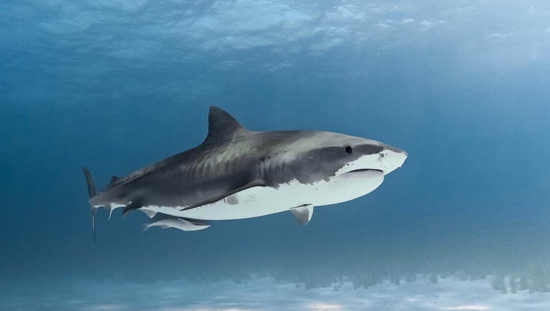 Tubarão-tigre (Galeocerdo cuvier) fotografado por Felipe Vasquinho em Tiger Beach, Bahamas