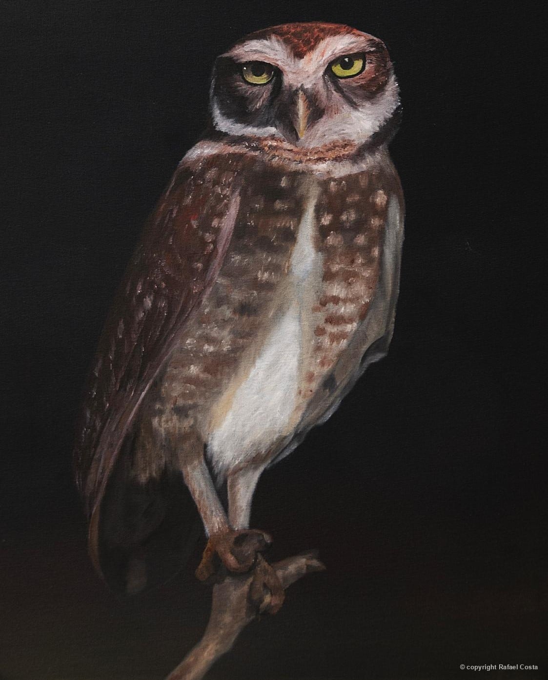 Arte científica de uma coruja-buraqueira