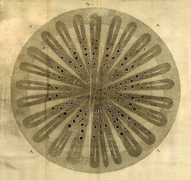 Desenho científico botânico de Anatomia das Plantas de 1682