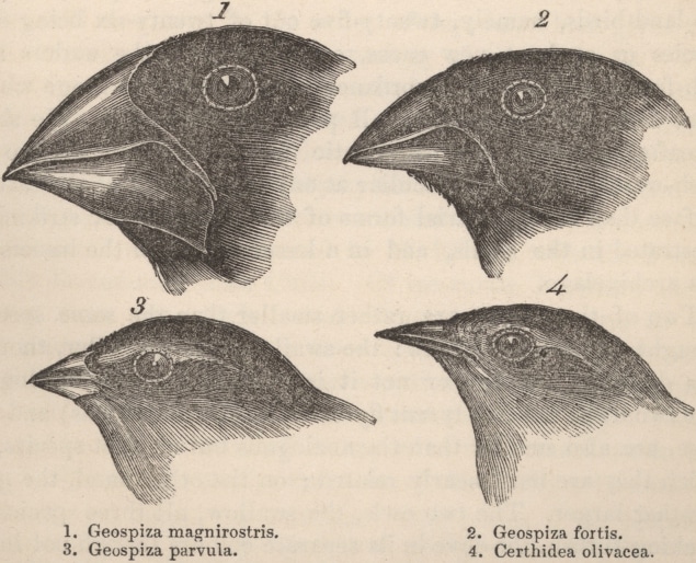 Desenho científico dos tentilhões de Darwin