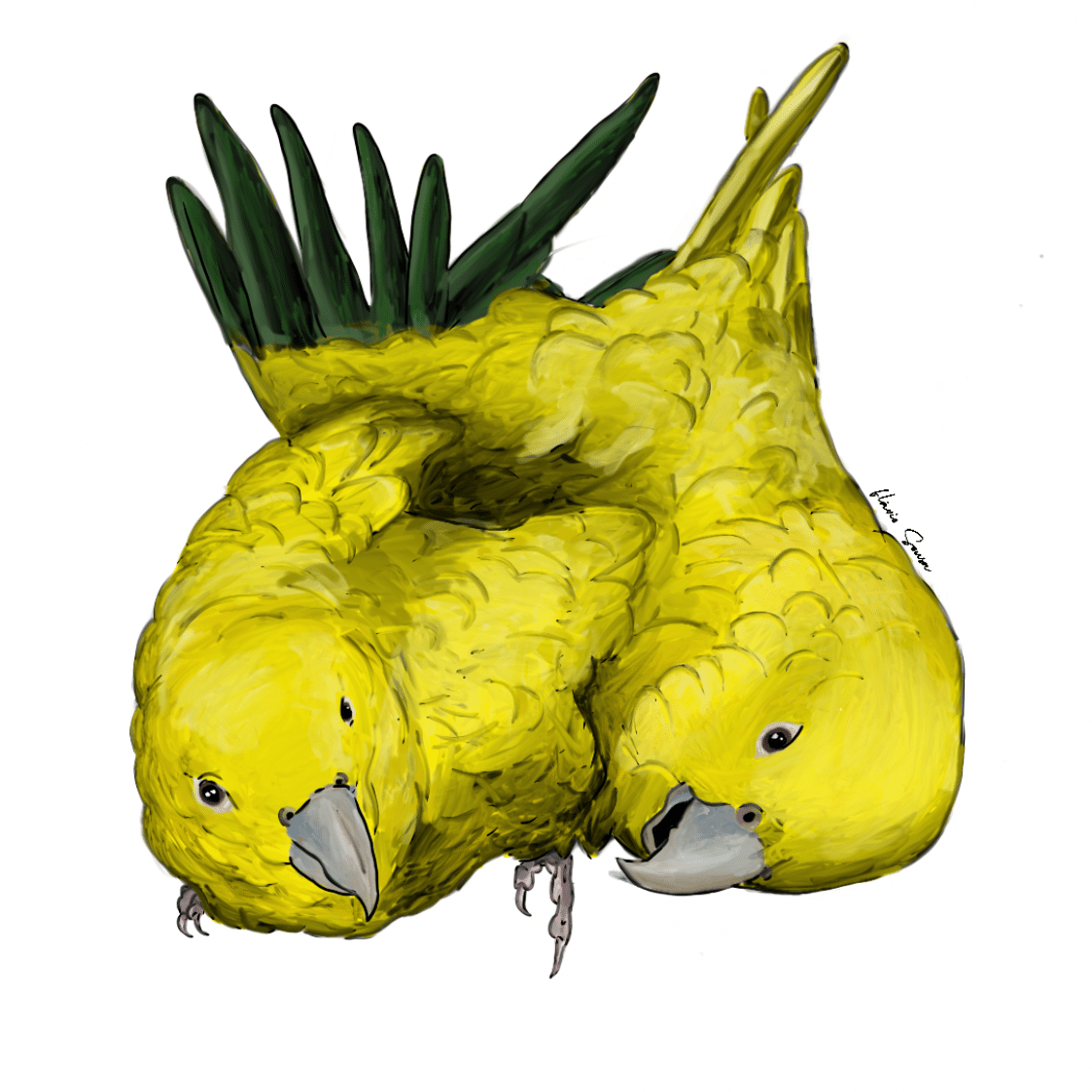 Desenho dos animais - ararajuba