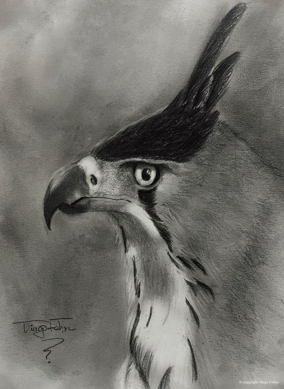 Desenho dos animais - gavião-de-penacho