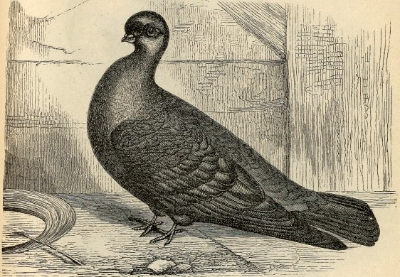 Ilustração científica de pombo-inglês-de-face-curta - Darwin