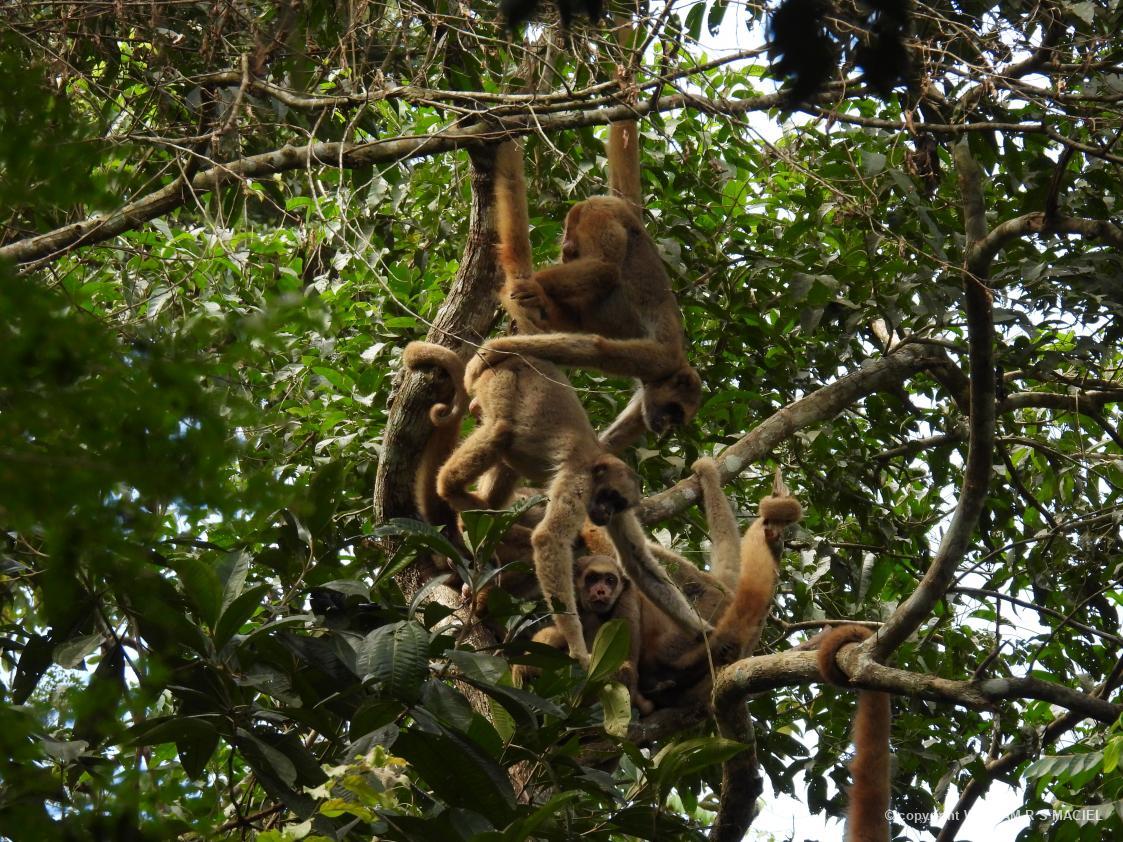 Animais da Mata -Grupo de muriquis-do-norte registrado por Willliam Maciel na RPPN Feliciano Miguel Abdala/MG