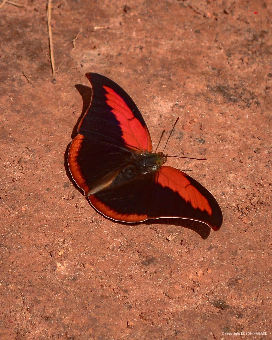 Animais da Mata -Polygrapha suprema fotografada por Edson Nagase em Campos do Jordão/SP