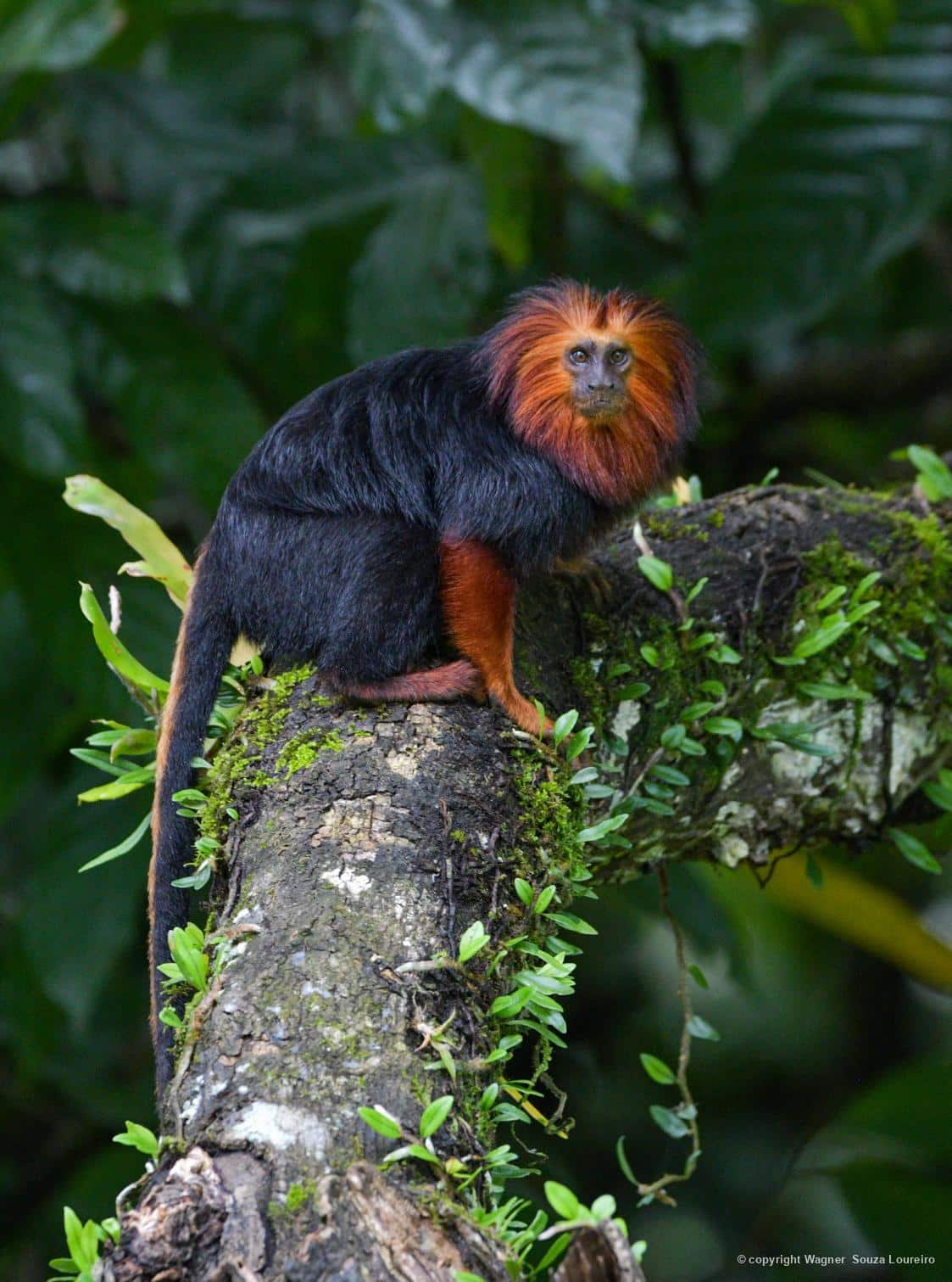 Animais da Mata - Mico-leão-de-cara-dourada fotografado por Wagner Souza Loureiro, em Canavieiras/BA