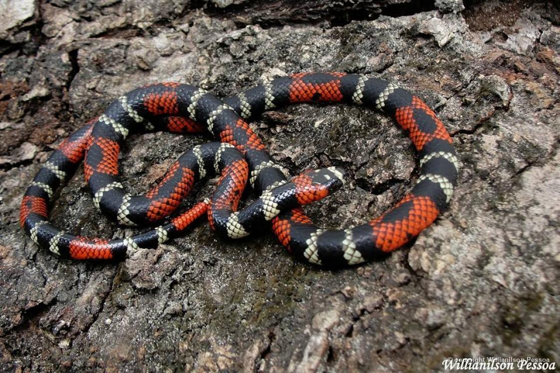 Animais da Mata - Coral Micrurus potyguara fotografada em Nísia Floresta, por Willianilson Pessoa