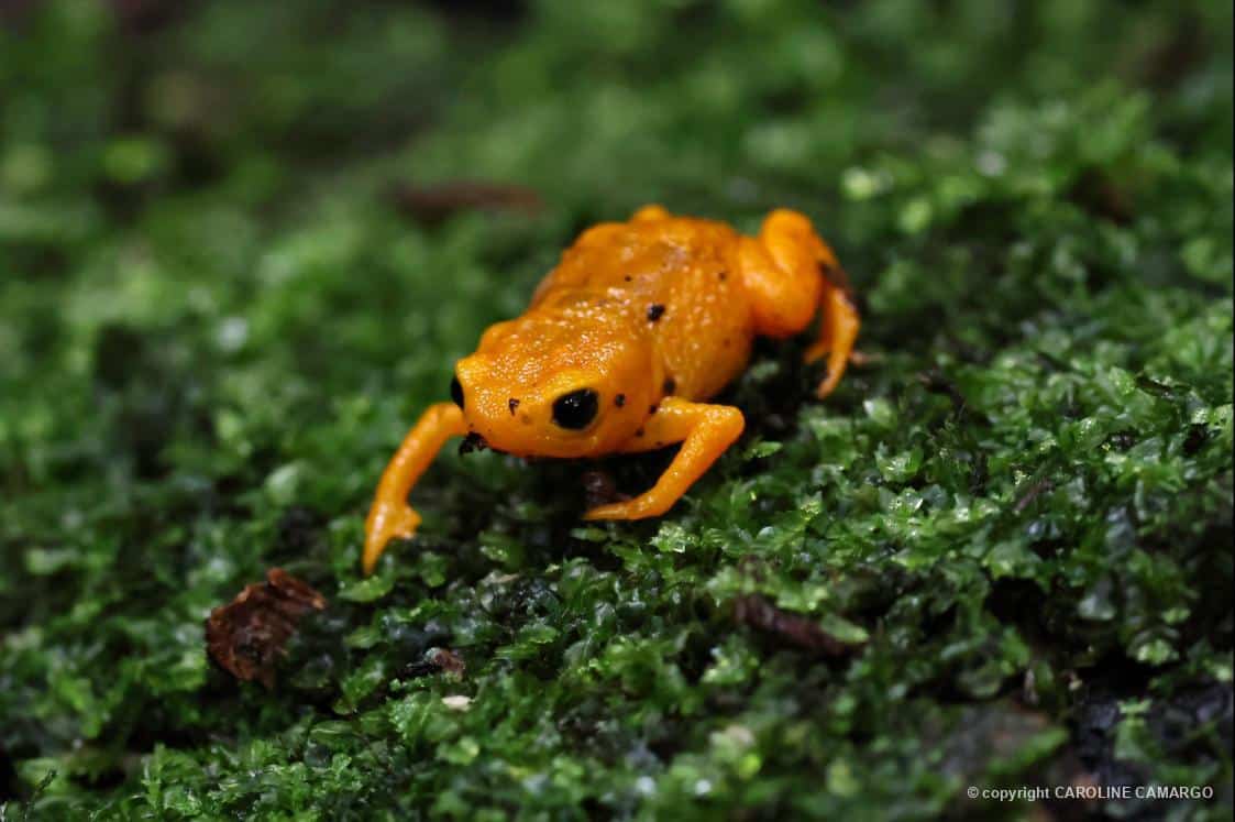 Animais da Mata - Sapo-pingo-de-ouro (Brachycephalus rotenbergae), registrado por Caroline Camargo, em Santo Antônio do Pinhal/SP