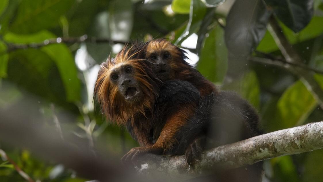 Animais da Mata - Mico-leão-de-cara-dourada -