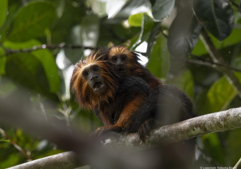 Animais da Mata - Mico-leão-de-cara-dourada -