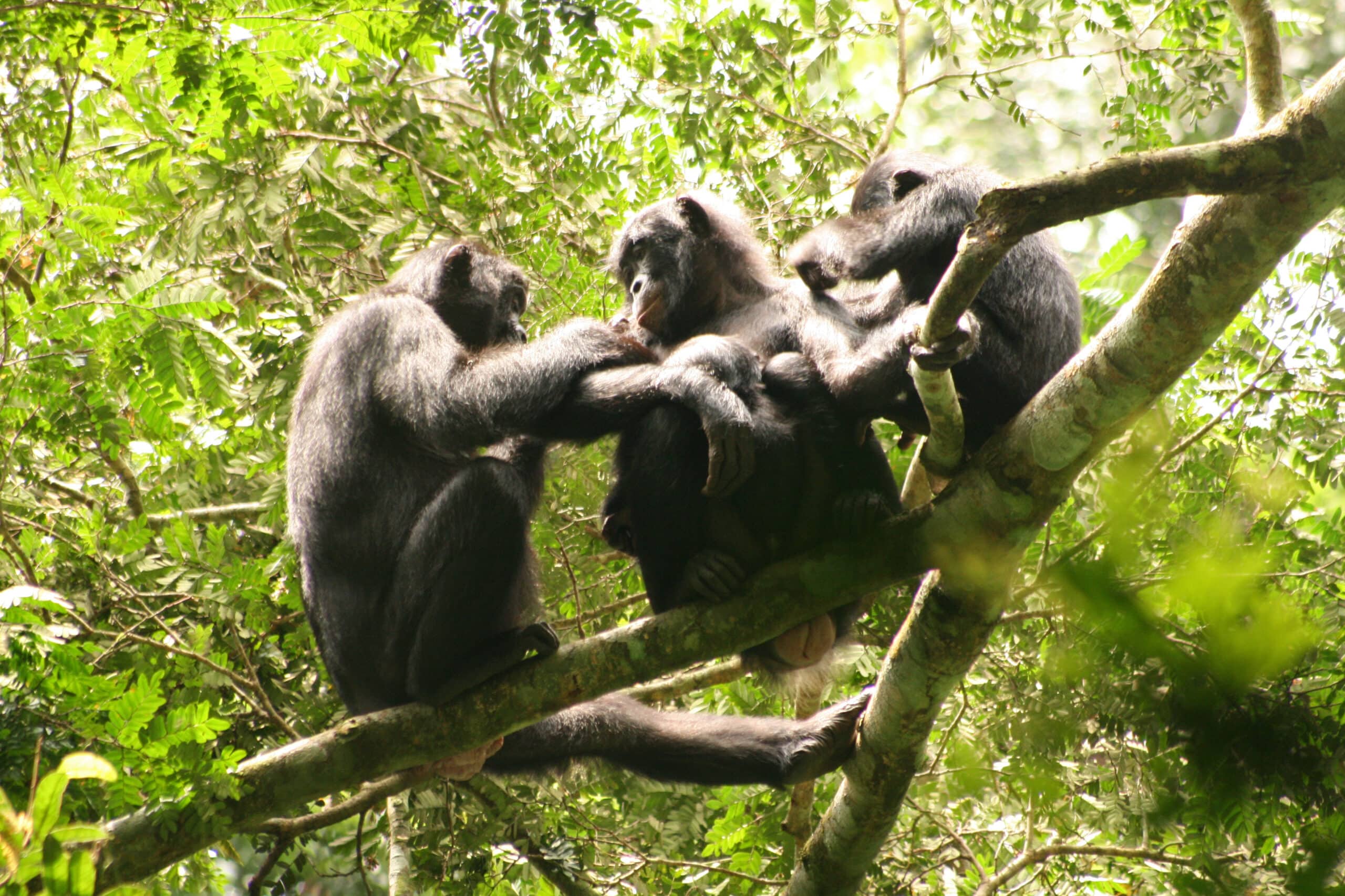 Bonobos fêmeas praticando a catação social (grooming). Foto: DBeaune/Wikimedia Commons
