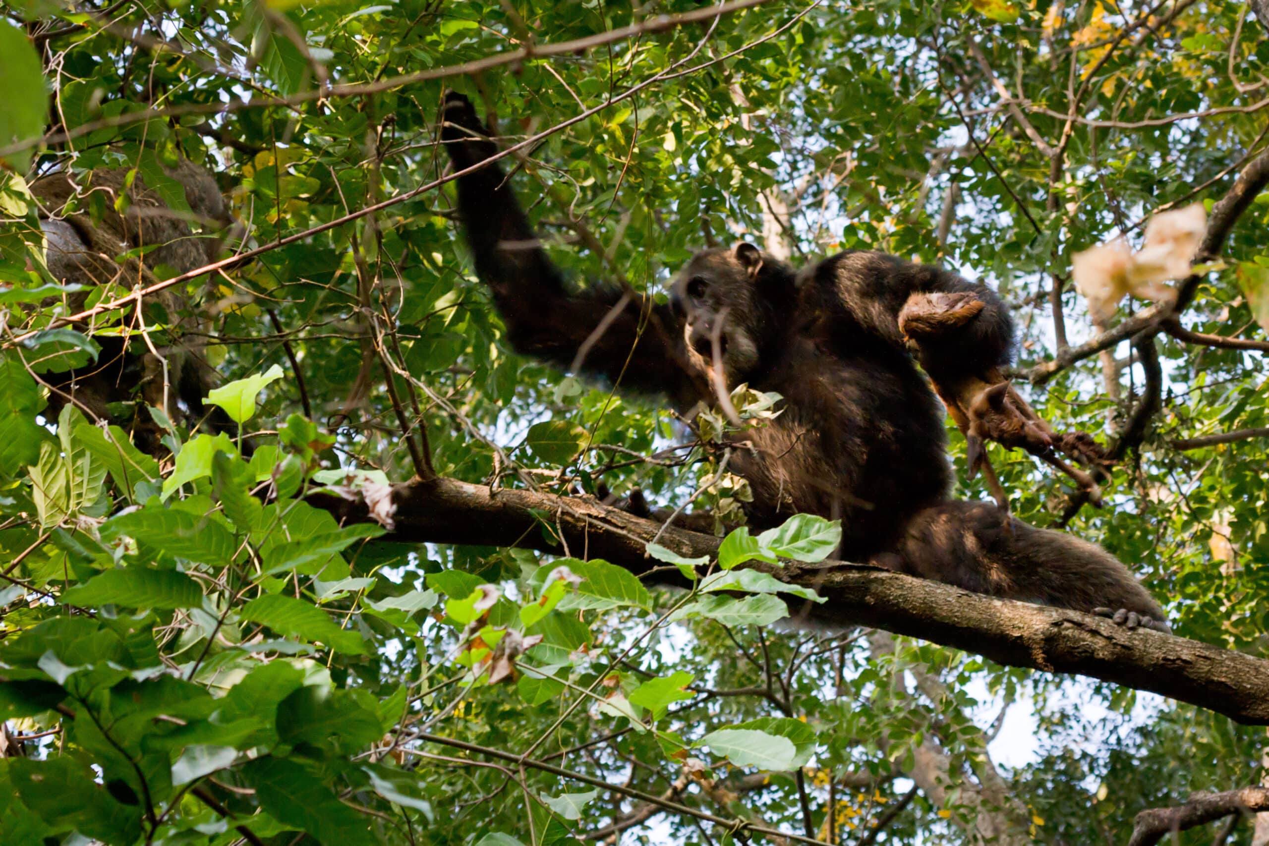 Chimpanzé macho disputa um antílope abatido com um babuíno, fotografado por Ikiwaner (Wikimedia Commons), no Parque Nacional Gombe.
