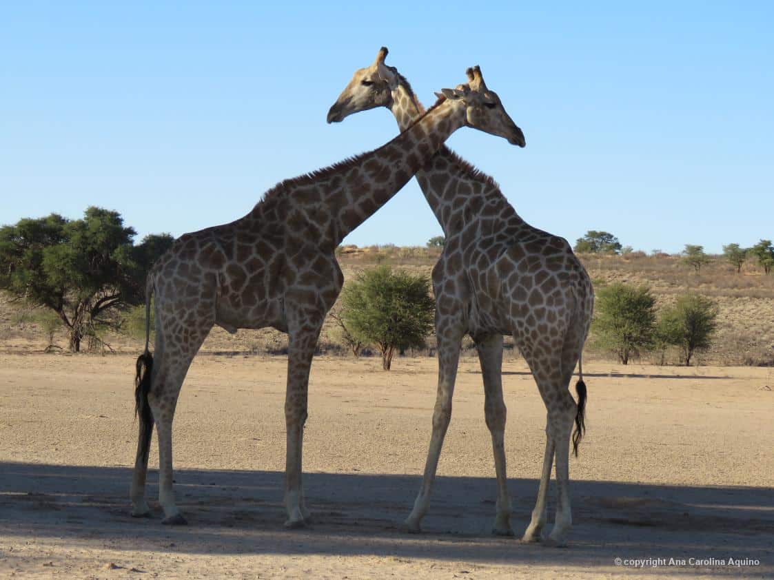 Duas girafas registradas pela biofacer Ana Carolina Aquino no Deserto do Kalahari, na África.