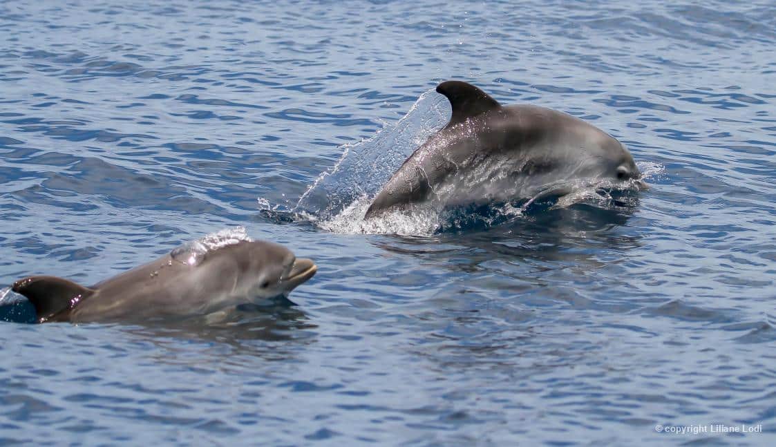 Dois golfinhos-nariz-de-garrafa registrados na Ilha Rasa/RJ, por Liliane Lodi