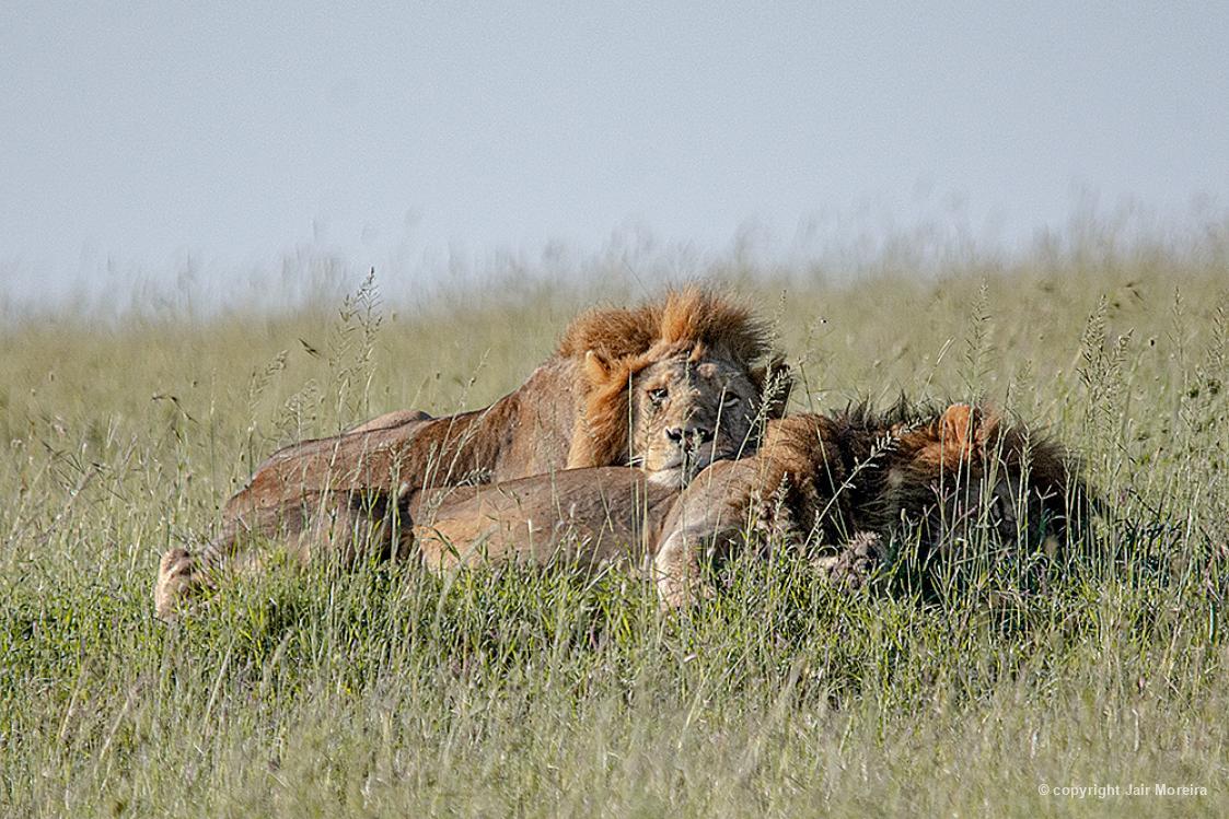 Dois leões machos dormindo juntos, registrados por Jair Moreira, no Parque Nacional de Serengeti, na Tanzânia.