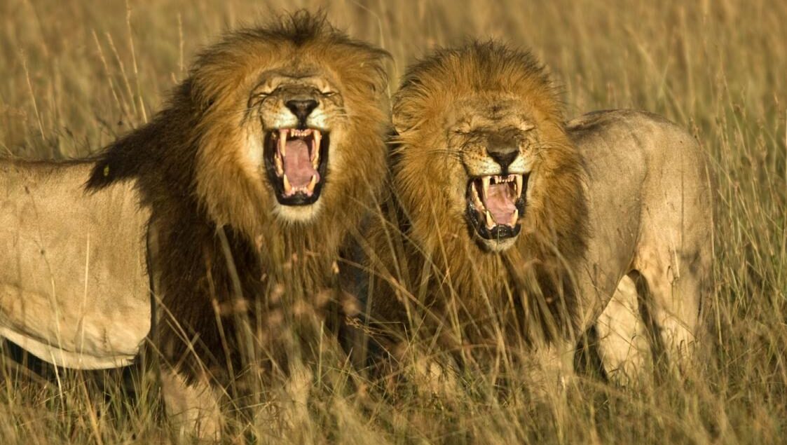 Dois leões machos apresentam reflexo de flehmen, fotografados por Werner Schmaeing, em Masai mara, Quênia