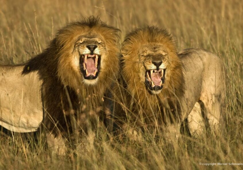 Dois leões machos apresentam reflexo de flehmen, fotografados por Werner Schmaeing, em Masai mara, Quênia