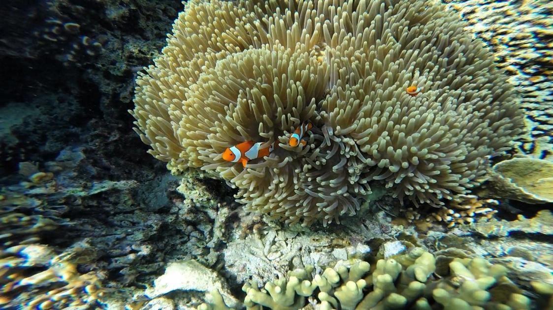 Uma família de peixes-palhaço registrados por Gustavo Figueirôa, no Parque Nacional de Komodo.