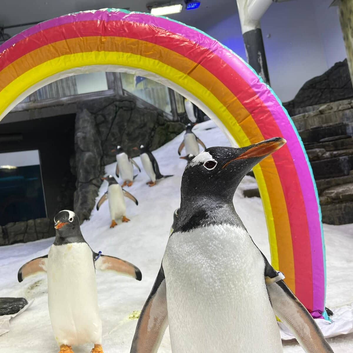 Homenagem ao casal de pinguins-gentoo machos, Sphen e Magic. Foto: Sea Life Sydney Aquarium 