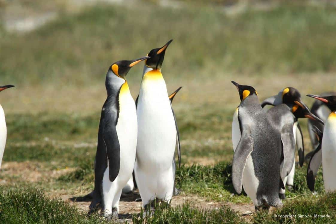 Pinguins-rei fotografados por Simone Mamede, reunidos na costa de Porvenir, Chile.