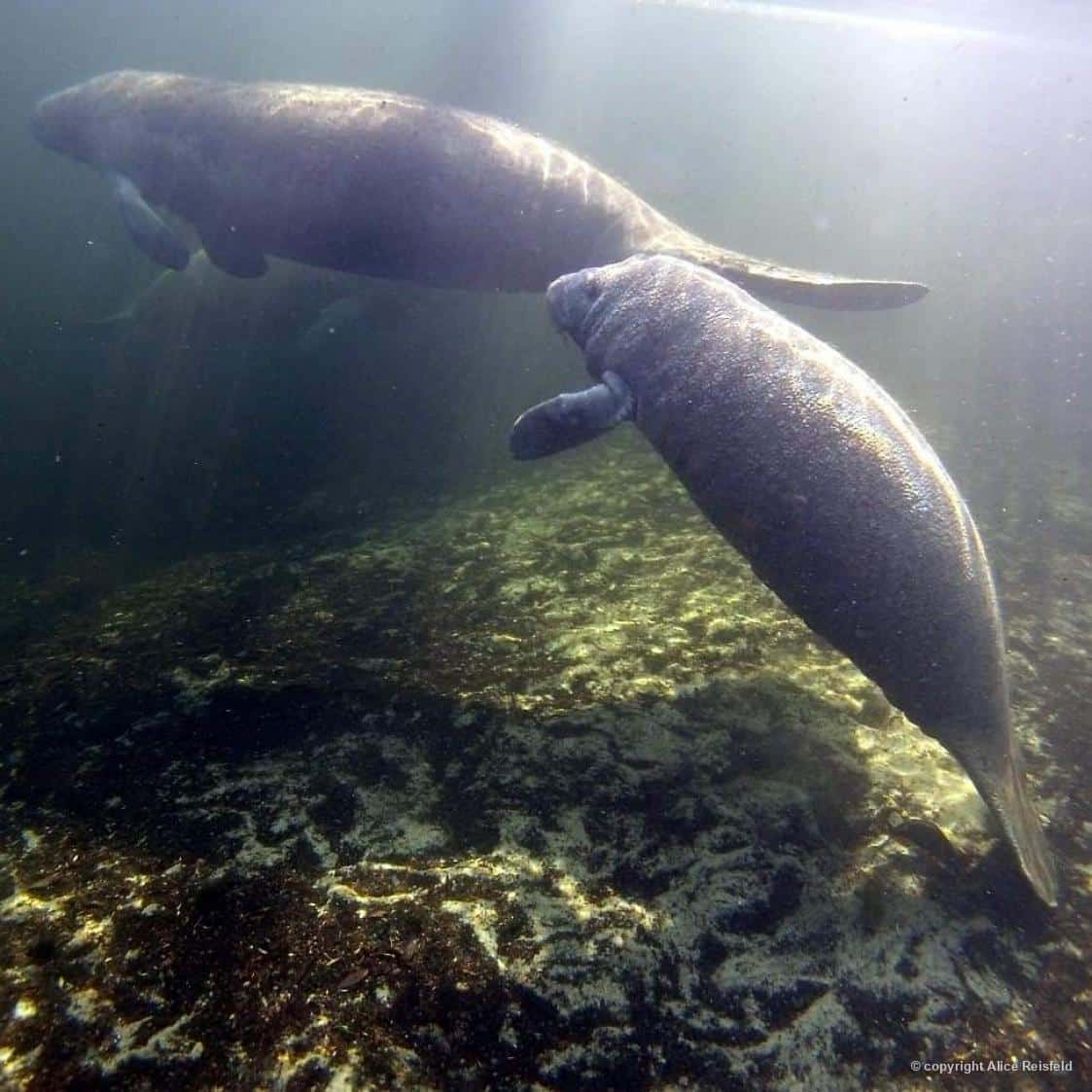 Mãe e filhote de peixe-boi-marinho (Trichechus manatus). Foto: Alice Reisfeld